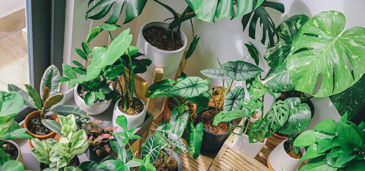 Foto de Huy Phan: https://www.pexels.com/es-es/foto/lote-de-plantas-de-hoja-verde-3153522/